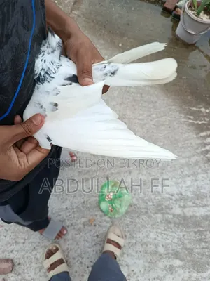 35 Female High-Flyer Pigeons, contact if interested in good bloodline