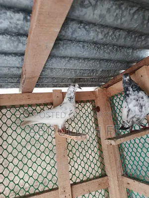35 Female High-Flyer Pigeons, contact if interested in good bloodline