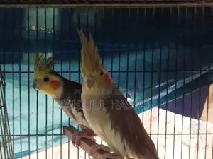 ককাটেল পাখি