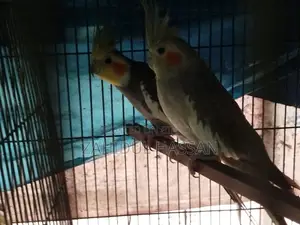 ককাটেল পাখি