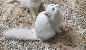 6-12 Months Male Purebred Persian