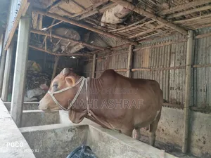 ঈদ গরু বিক্রি করা হবে