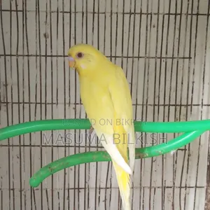লুটিনো বাজিগর