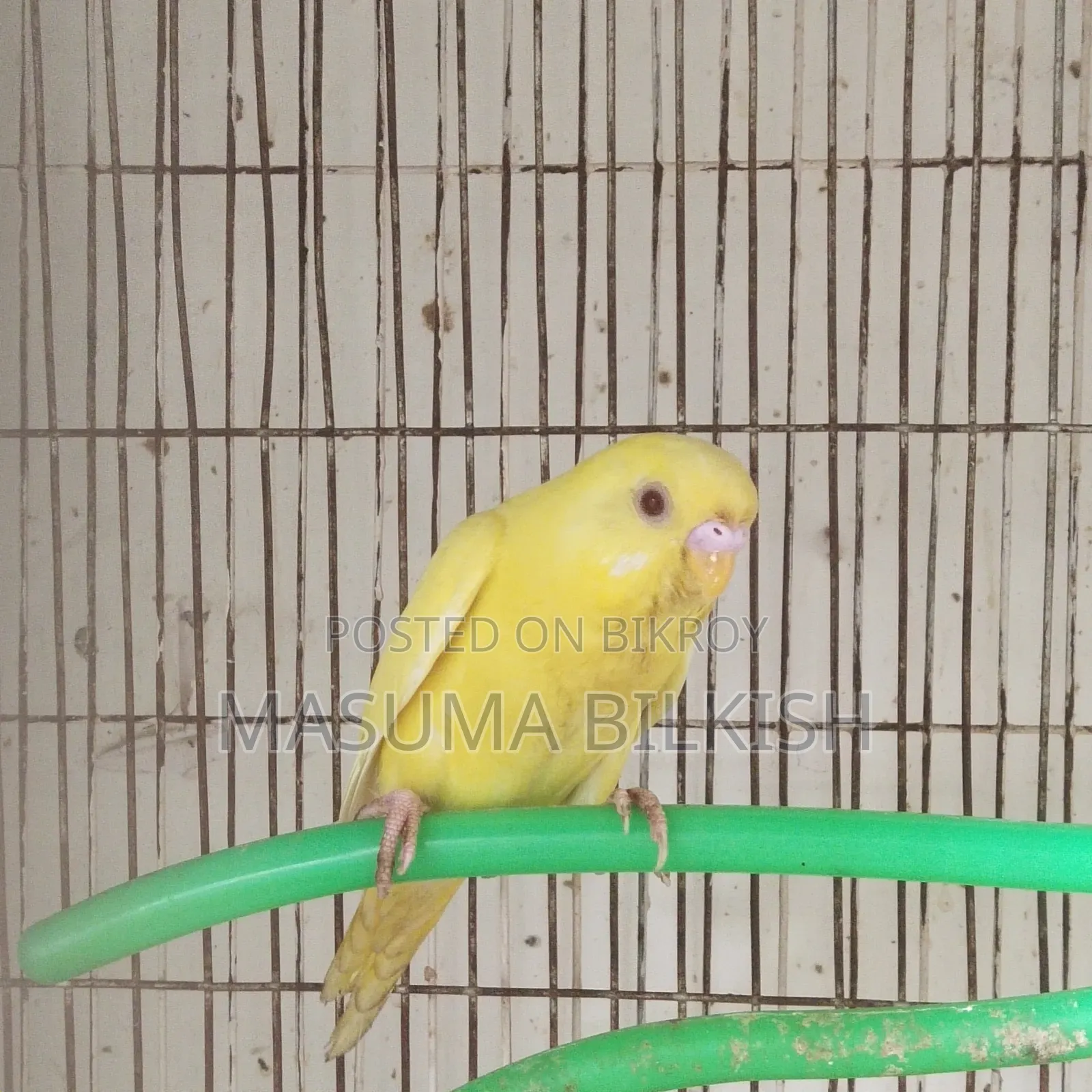 লুটিনো বাজিগর
