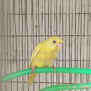 লুটিনো বাজিগর
