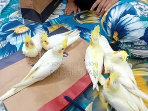 ককাটেল বার্ড