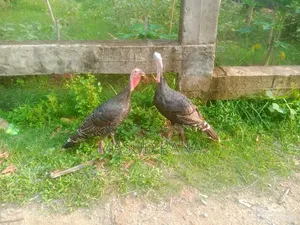 রানিং টাকি মুরগি বিক্রি হবে