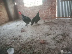 রানিং টাকি মুরগি বিক্রি হবে
