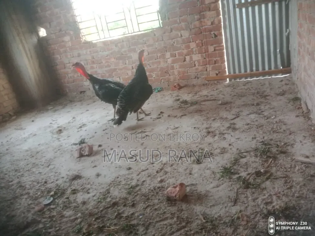 রানিং টাকি মুরগি বিক্রি হবে