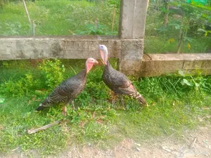 রানিং টাকি মুরগি বিক্রি হবে