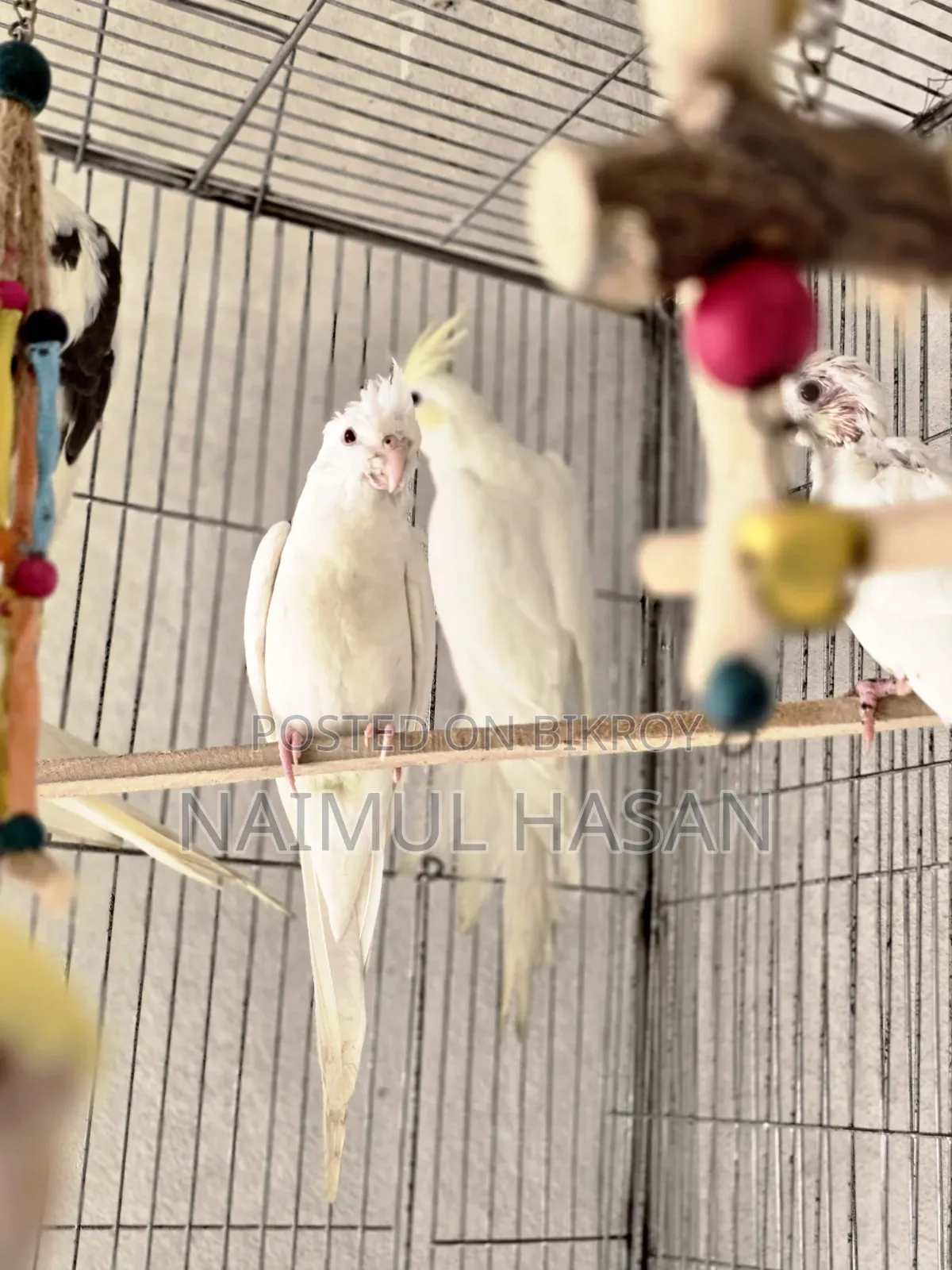 Tame Size Cockatiel High Mutation