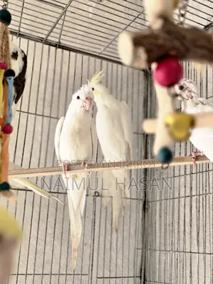 Tame Size Cockatiel High Mutation