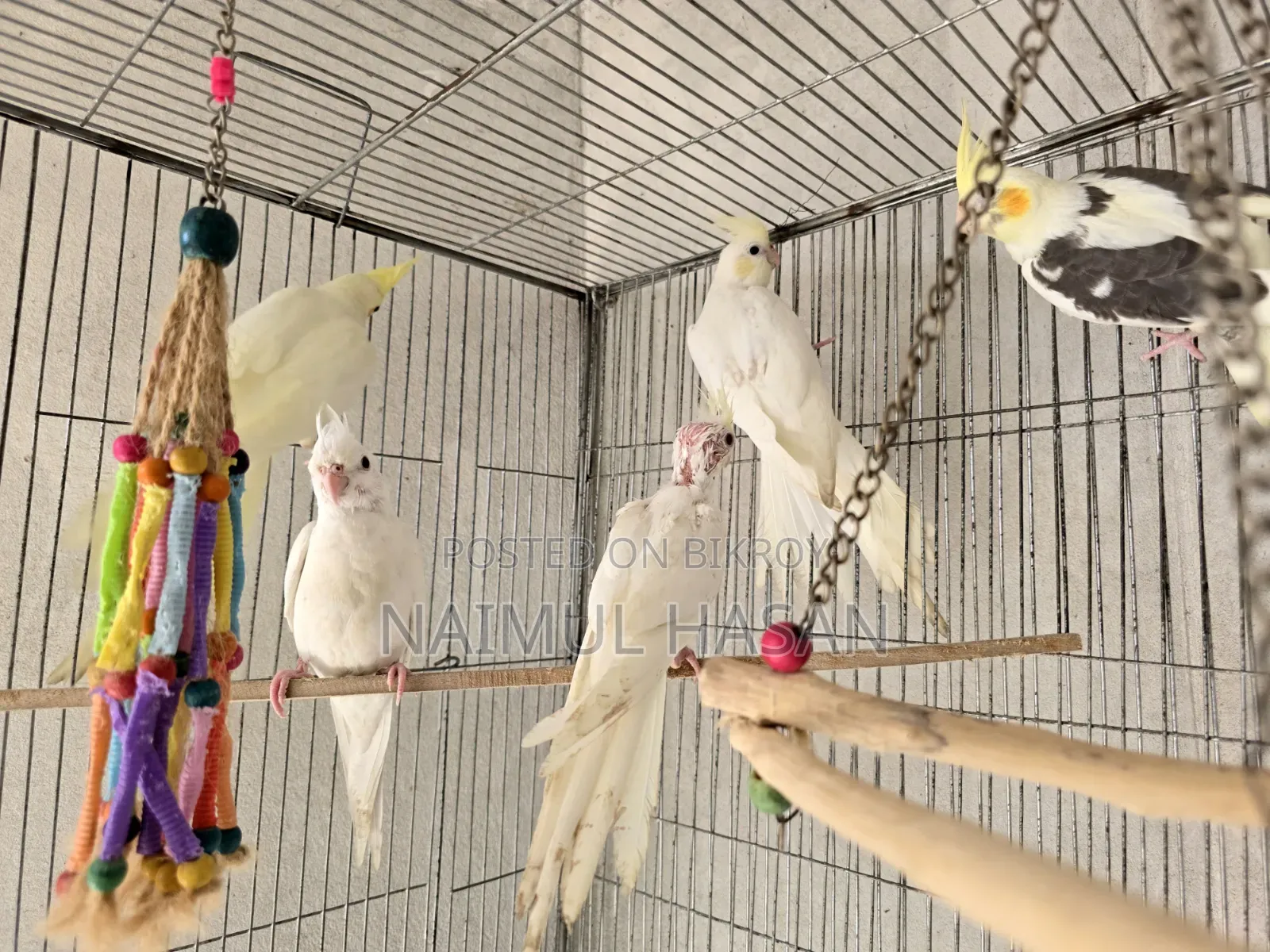 Tame Size Cockatiel High Mutation