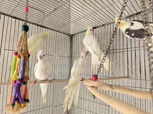Tame Size Cockatiel High Mutation