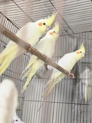 Tame Size Cockatiel High Mutation