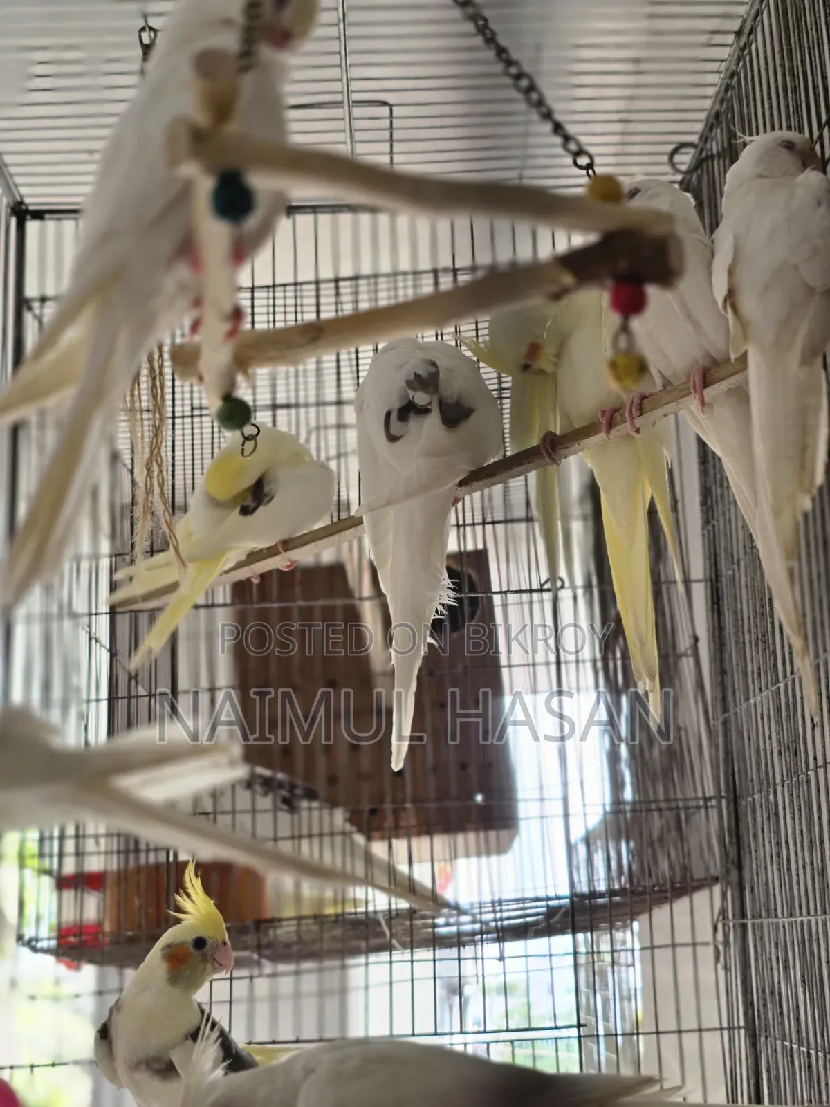 Tame Size Cockatiel High Mutation
