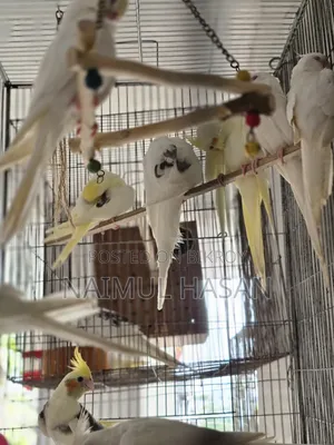 Tame Size Cockatiel High Mutation