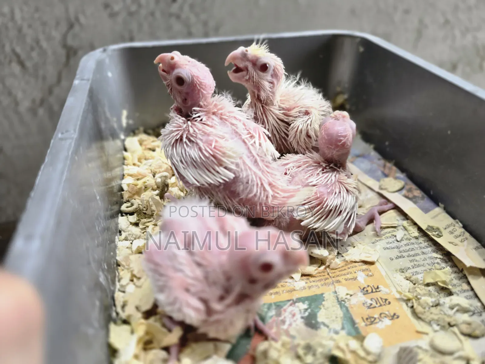 Tame Size Cockatiel High Mutation