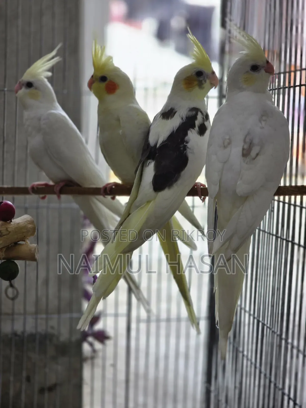 Tame Size Cockatiel High Mutation