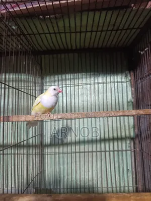 Gouldian Finch Female