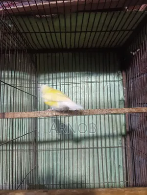 Gouldian Finch Female