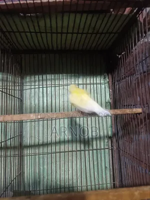 Gouldian Finch Female