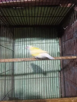 Gouldian Finch Female