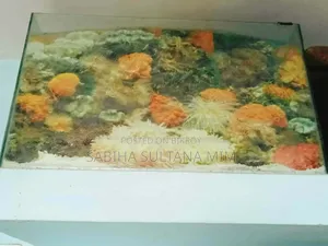 ব্যবহৃত অ্যাকোয়ারিয়াম ১ বছর
