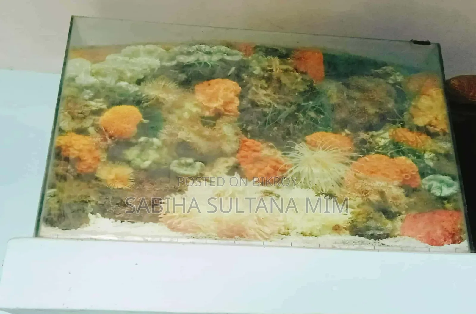 ব্যবহৃত অ্যাকোয়ারিয়াম ১ বছর