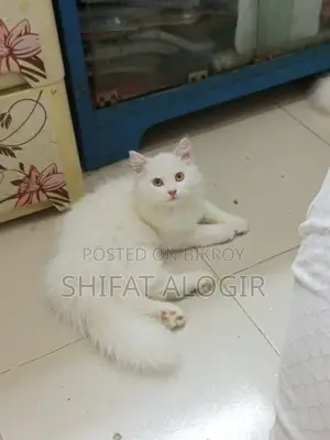 ৩-৬ মাস বয়সী পুরুষ বিশুদ্ধ পার্সিয়ান বিড়াল