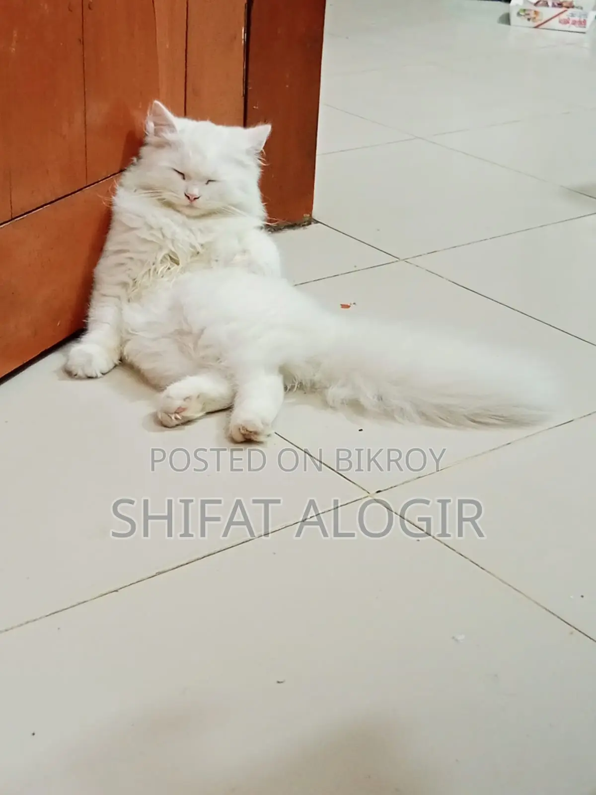 ৩-৬ মাস বয়সী পুরুষ বিশুদ্ধ পার্সিয়ান বিড়াল