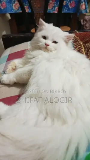 ৩-৬ মাস বয়সী পুরুষ বিশুদ্ধ পার্সিয়ান বিড়াল