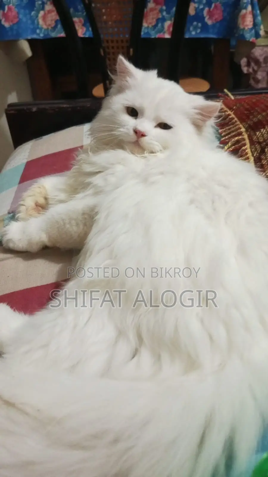 ৩-৬ মাস বয়সী পুরুষ বিশুদ্ধ পার্সিয়ান বিড়াল