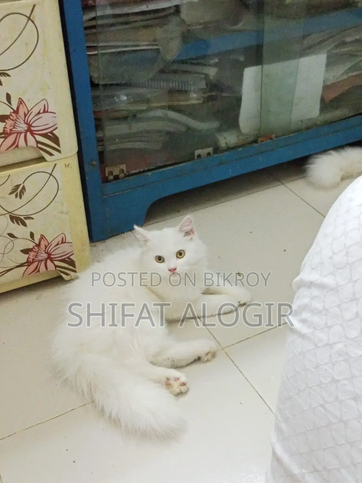 ৩-৬ মাস বয়সী পুরুষ বিশুদ্ধ পার্সিয়ান বিড়াল