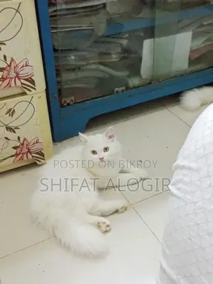 ৩-৬ মাস বয়সী পুরুষ বিশুদ্ধ পার্সিয়ান বিড়াল