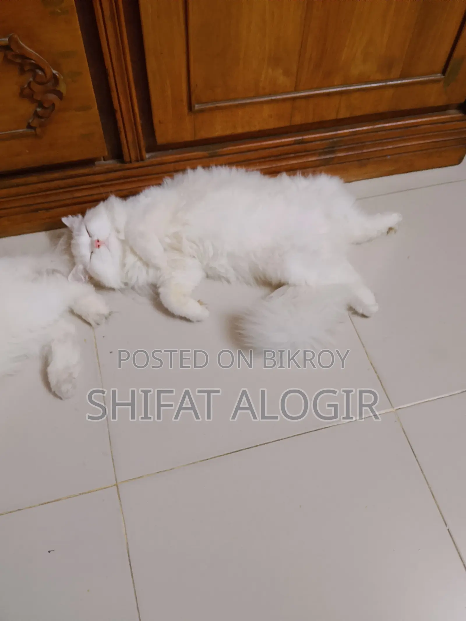 ৩-৬ মাস বয়সী পুরুষ বিশুদ্ধ পার্সিয়ান বিড়াল