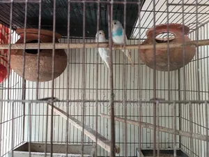 4 pairs of Budgies, 1 pair of Finches, 1 Java Finch