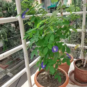 Selling Morning Glory And Aparajita Flower Seed