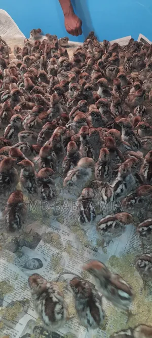 Pure Misri Fami Chicken Chicks (1 day - 60 days old)