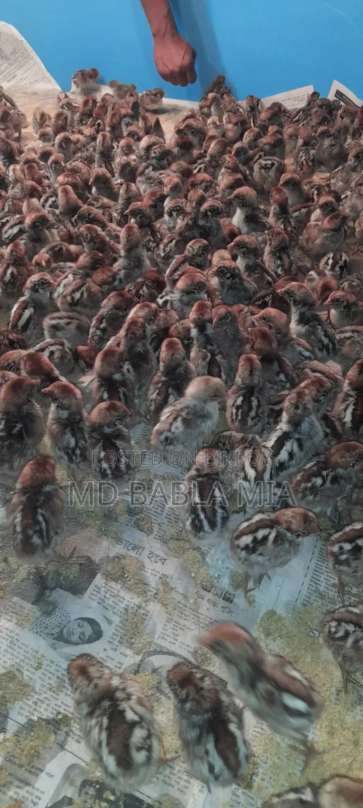 Pure Misri Fami Chicken Chicks (1 day - 60 days old)