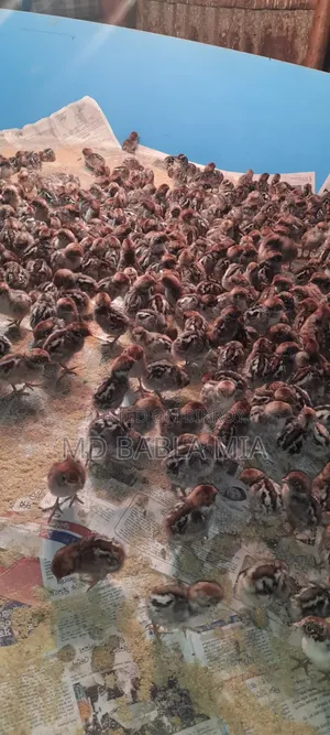 Pure Misri Fami Chicken Chicks (1 day - 60 days old)