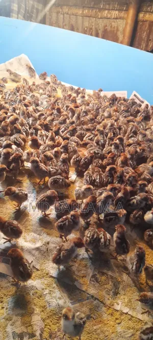 Pure Misri Fami Chicken Chicks (1 day - 60 days old)