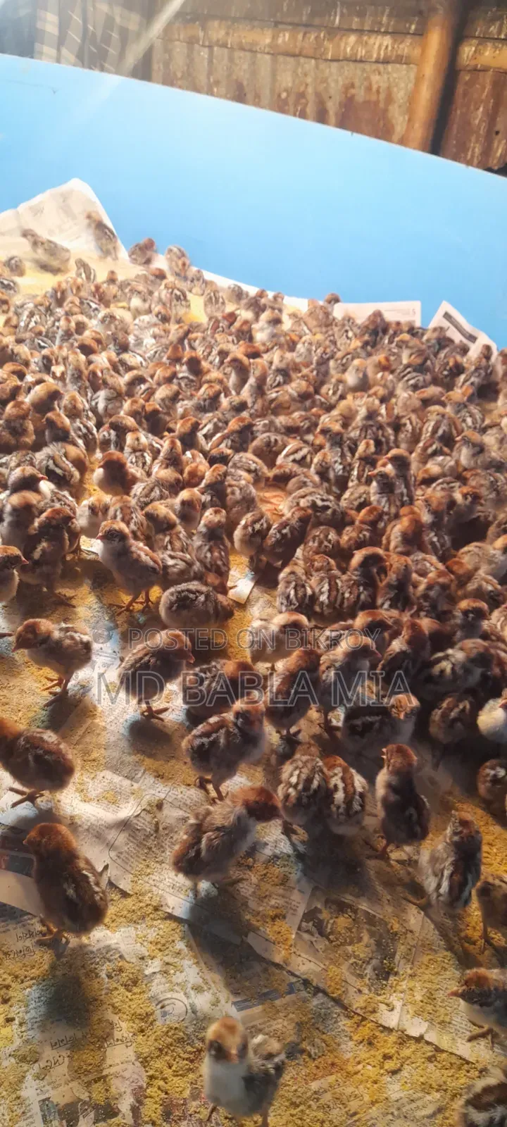 Pure Misri Fami Chicken Chicks (1 day - 60 days old)