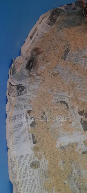 Pure Misri Fami Chicken Chicks (1 day - 60 days old)