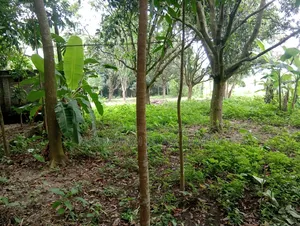 জমির পরিমাণ সাড়ে চার কাঠা, কাটাখালি অবস্থিত এই জমিটি বিক্রয় করা হবে
