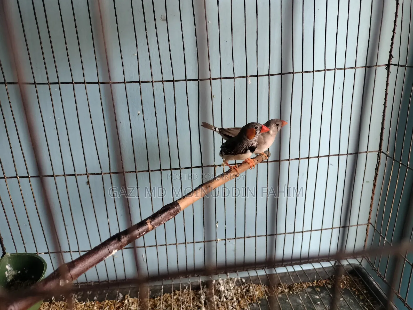 Adult Running Finch Birds