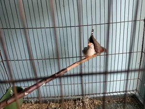 Adult Running Finch Birds