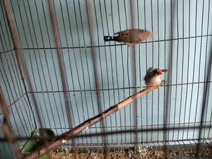 Adult Running Finch Birds