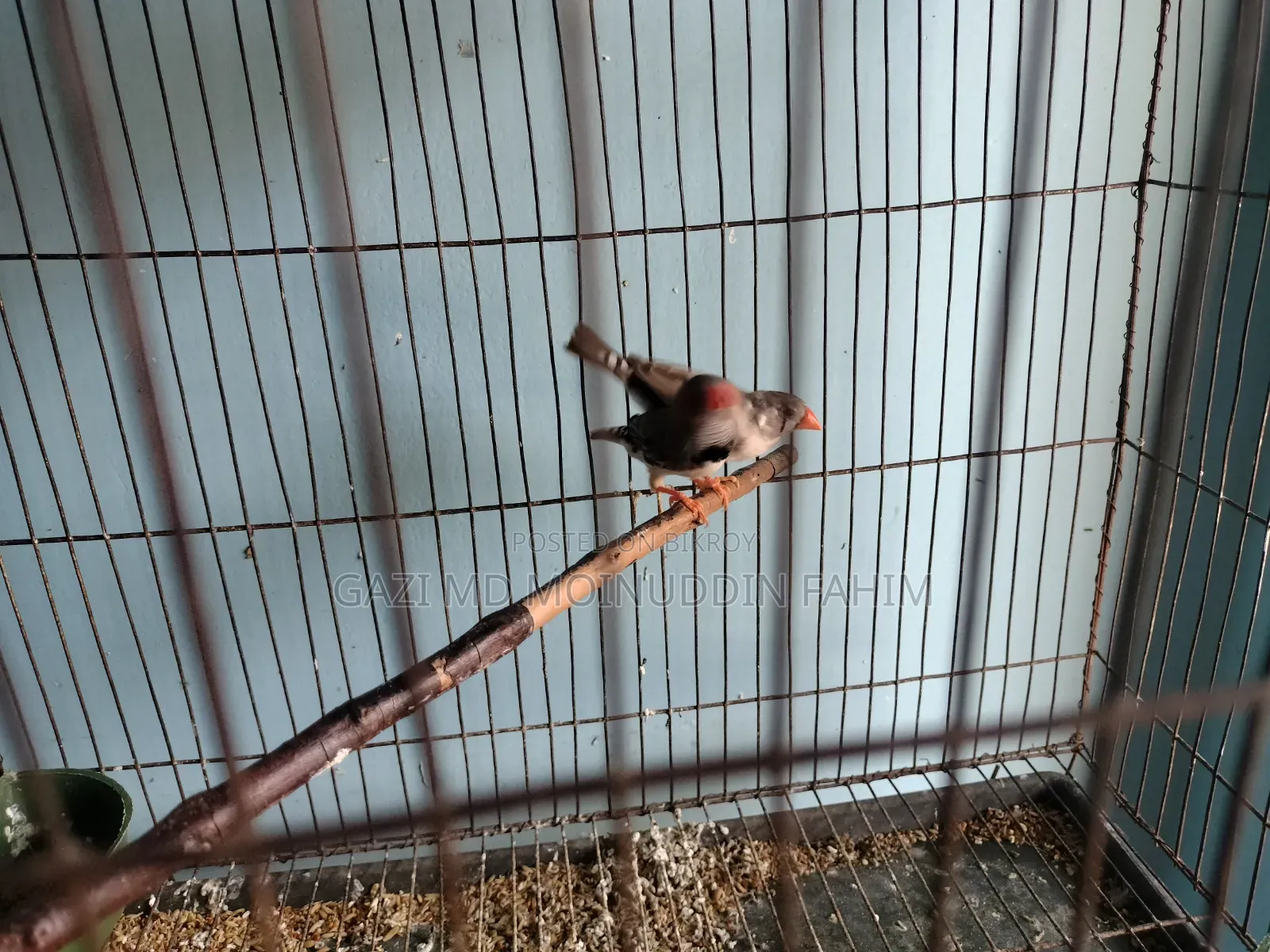 Adult Running Finch Birds