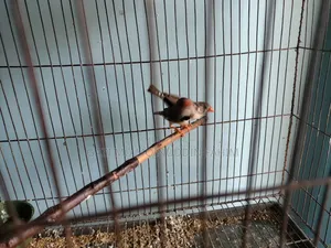 Adult Running Finch Birds